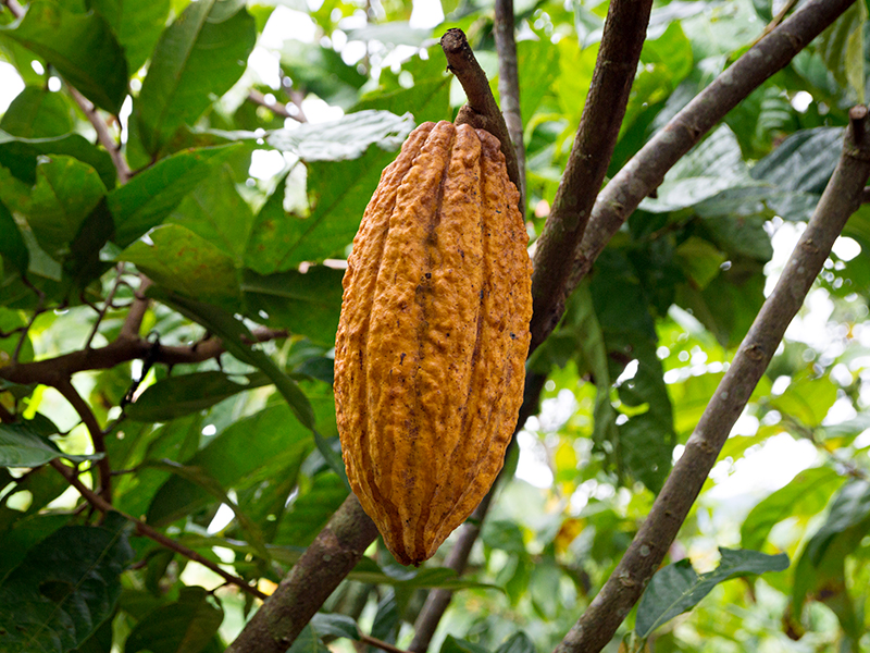 Cacao piurano, ganador del XII Concurso Nacional de Cacao de Calidad, es cotizado a 4,000 dÃ³lares por tonelada en Europa